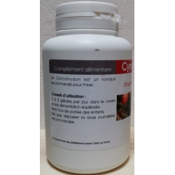 Cynorrhodon 200 gélules