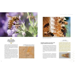 Le Grand Livre des Abeilles - François Lassourd & Jean-Paul VIART  200 pages