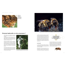 Le Grand Livre des Abeilles - François Lassourd & Jean-Paul VIART  200 pages